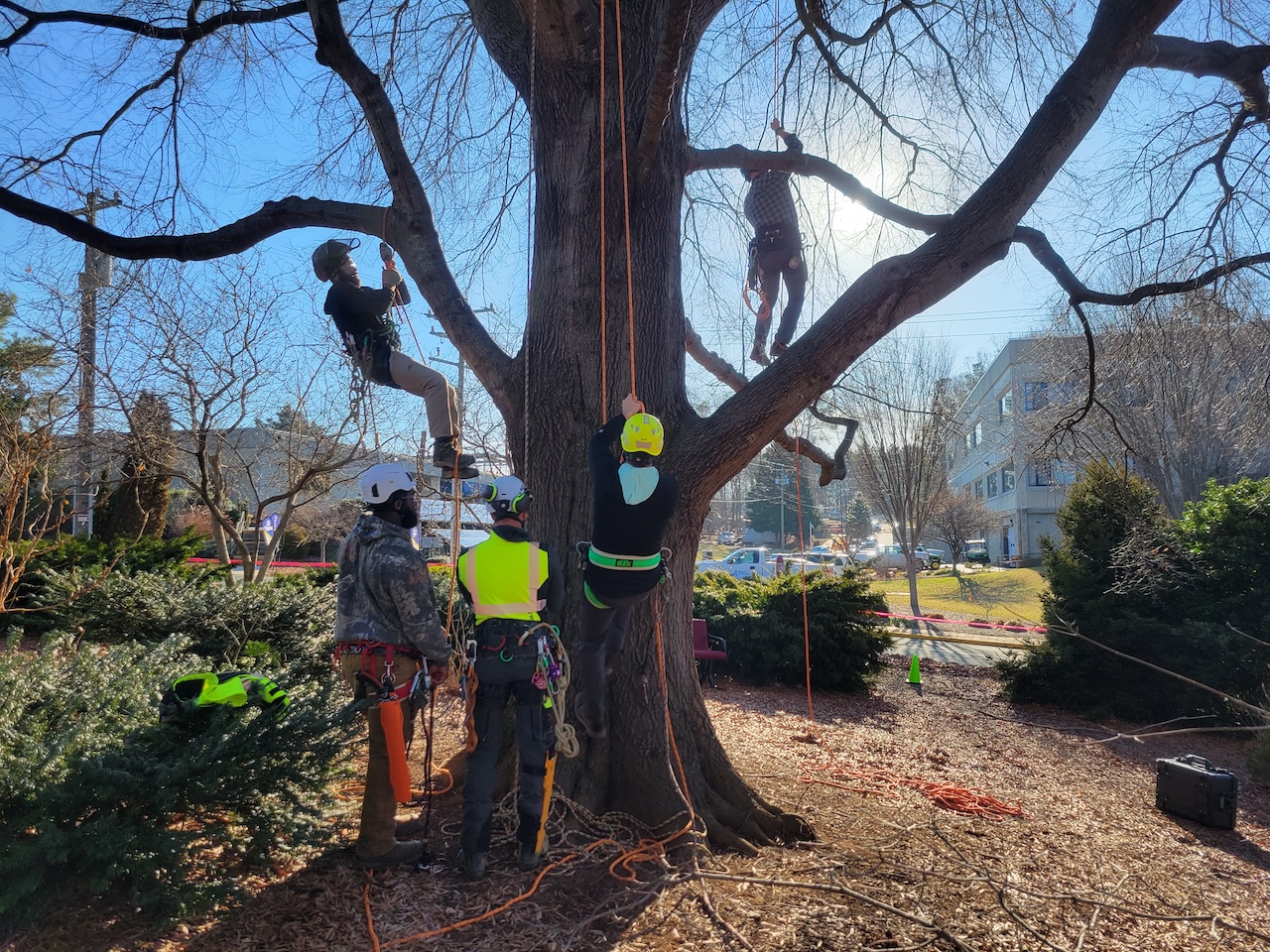 tree climbing training at Alamance Community College