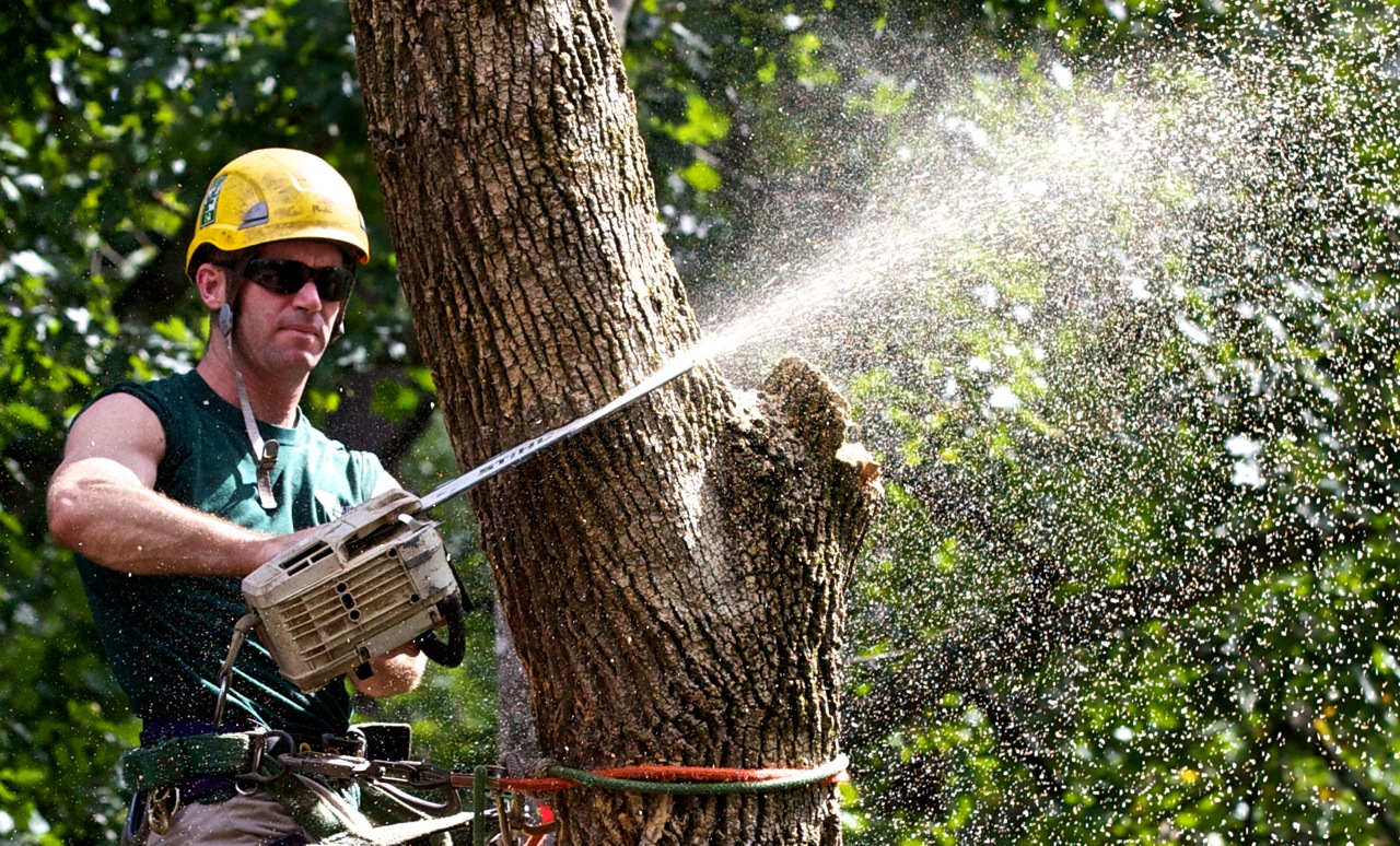 An arborist, sometimes known as a "tree surgeon" or a landscape tree service provider, is a sort of horticultural specialist who specializes in tree appraisal, culture, and maintenance. These experts can evaluate the health of your tree and determine whether it needs professional attention, such as trimming or pruning.