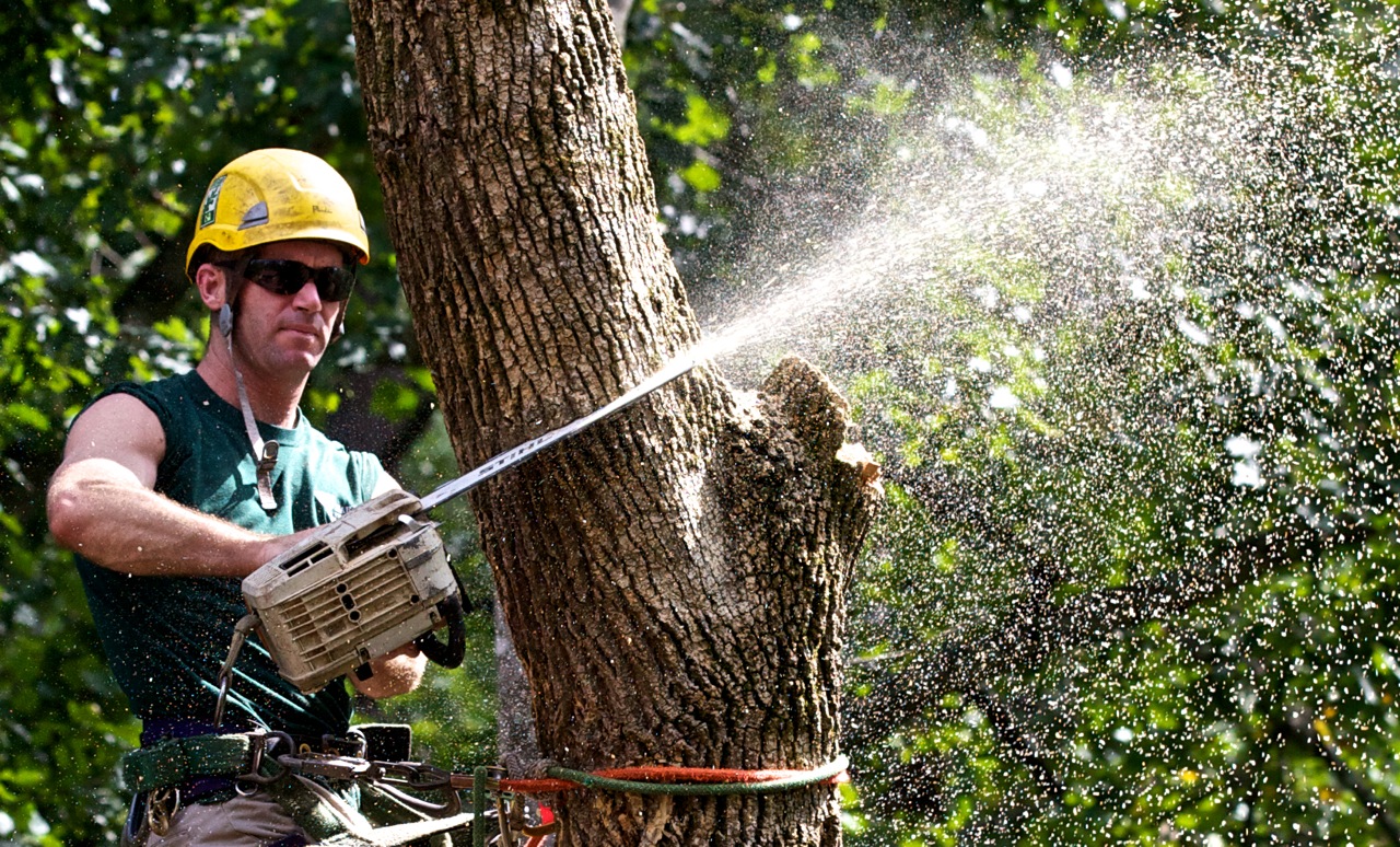 arborist