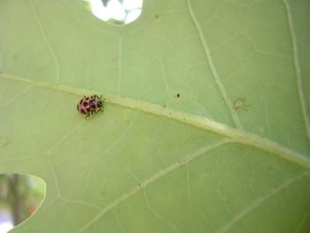 Aphids