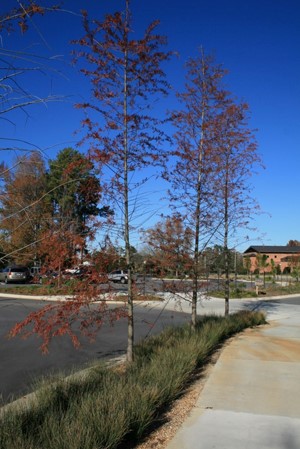 Bald cypress trees