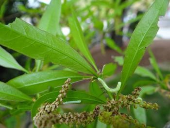 Canker Worms