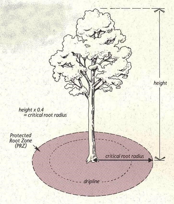 Dripline of Tree