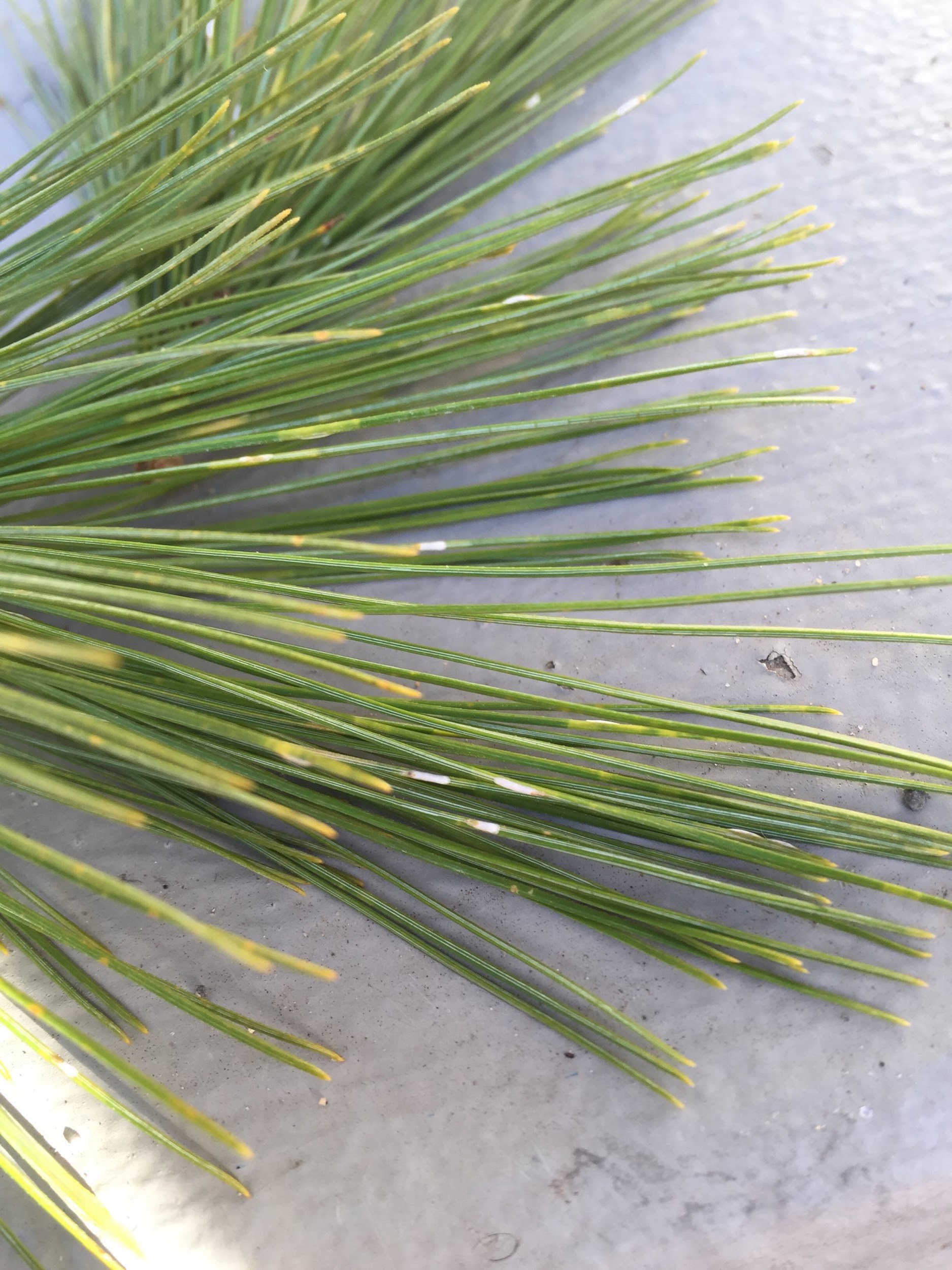 Pine Needle Scale