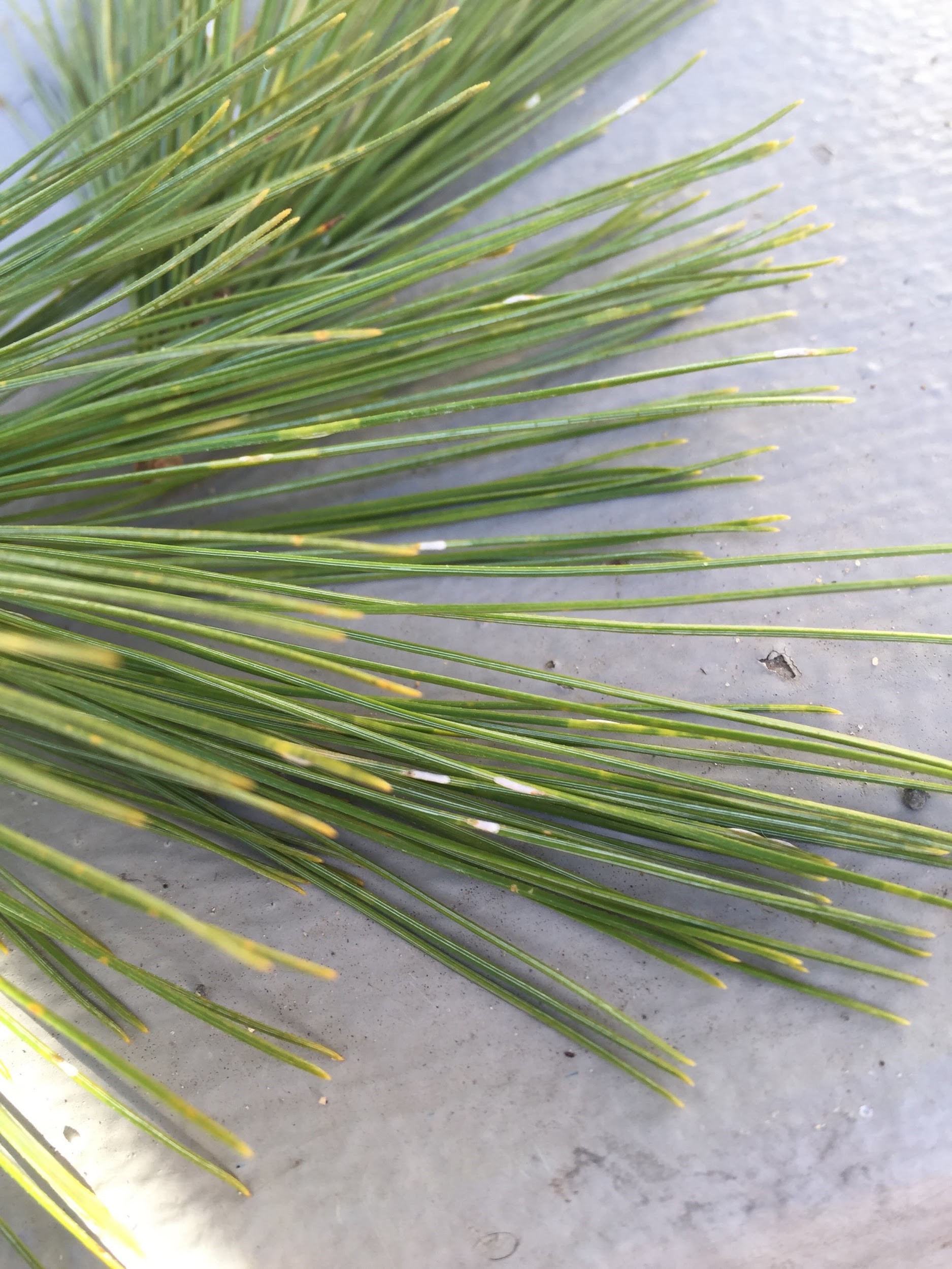 Pine Needle Scale