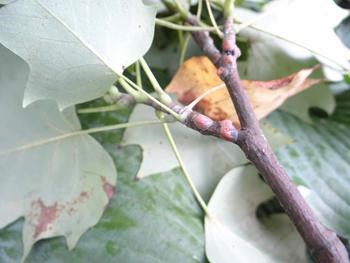 Tulip Tree Scale