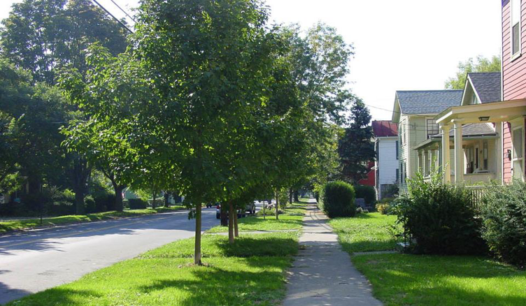 street tree inventory