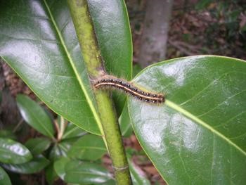 Tent Caterpillar