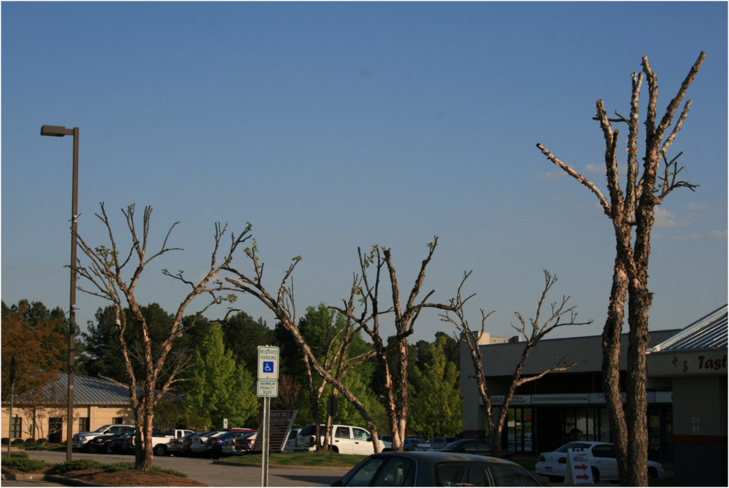 Tree Topping