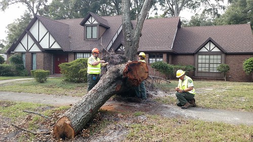 tree damage