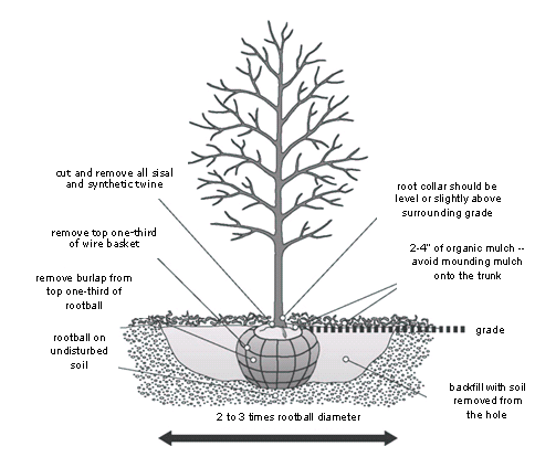 Diagram of tree planting