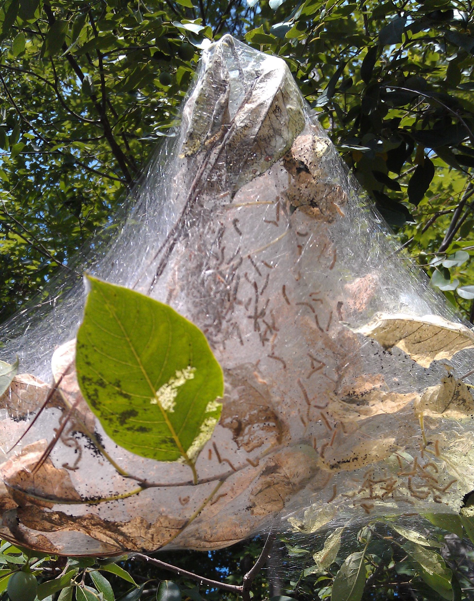 Fall webworm