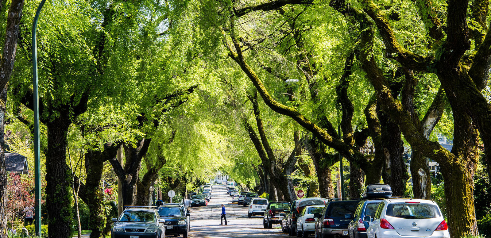 North Carolina Urban Forest Council Trees