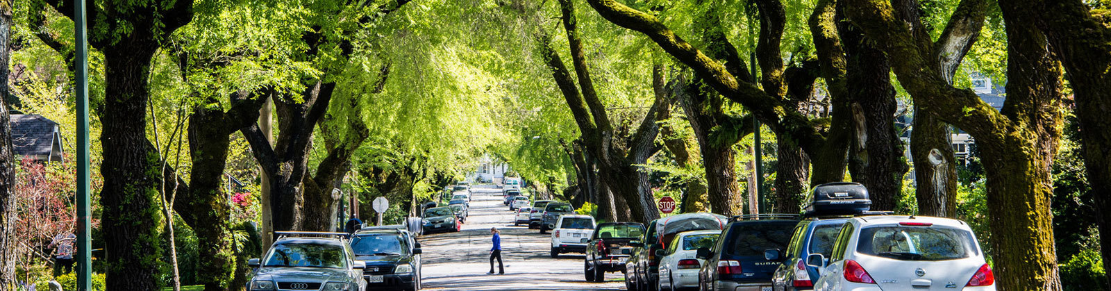 Bylaws of the North Carolina Urban Forest Council