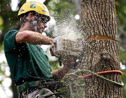 How to Hire an Arborist
