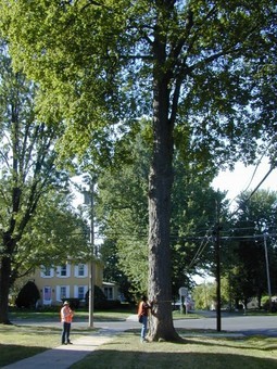 Street Tree Inventories