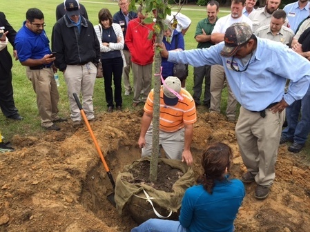 How to Plant a Tree