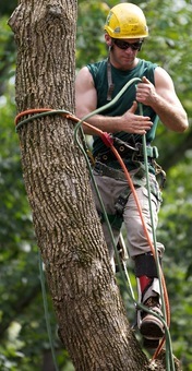 Interested in a Career in Arboriculture?